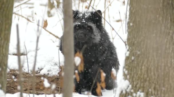 Silver Fox Standing Snow While Snowflakes Keep Falling Its Black — Stok video