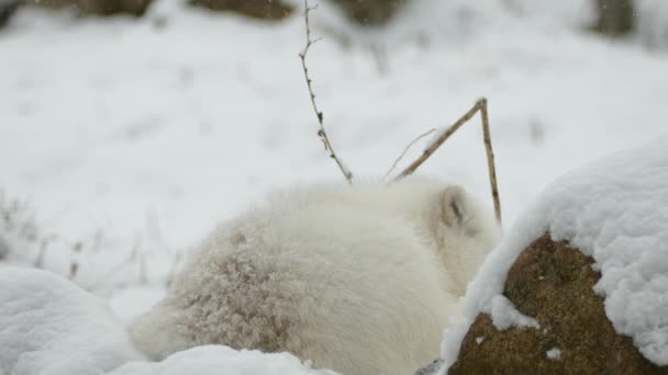 Snoozing Cute Arctic Fox Puts Its Nose Thick White Body — Stockvideo