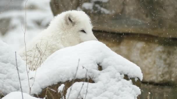雪の結晶が落ち 石の後ろに立つ北極キツネの毛皮の上に蓄積する — ストック動画