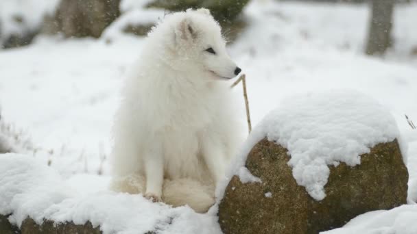 ほとんど目立たない北極キツネは白い雪の中に隠すために白い毛皮を持っています — ストック動画