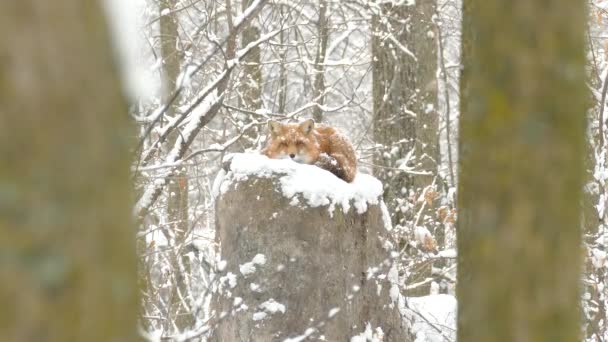 Renard Roux Effrayé Lève Saute Lors Jolies Chutes Neige Canada — Video