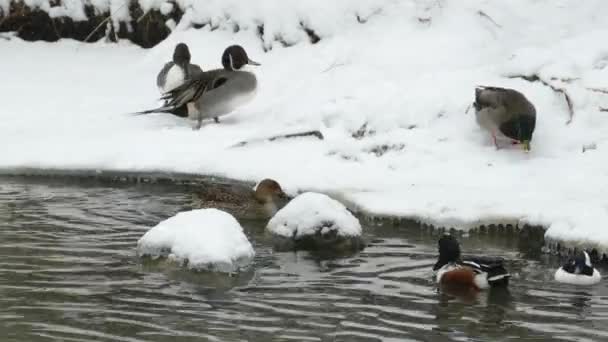 Kaczki Ptactwo Wodne Brzegu Stawu Pobliżu Ośnieżonego Gruntu Zimną Pogodę — Wideo stockowe