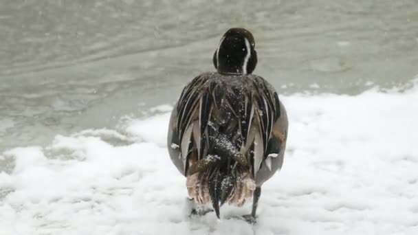 Wassertröpfchen Entenfedern Detailgetreuem Schnappschuss Winter — Stockvideo