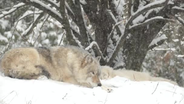 Wolf Valt Slaap Terwijl Een Andere Achter Slaapt Tijdens Sneeuwval — Stockvideo