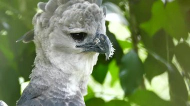Spectacular shot of Harpy Eagle looking at precise point with intense sight