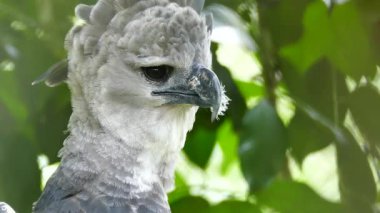 Spectacular shot of Harpy Eagle looking at precise point with intense sight