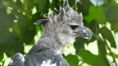 Large bill bird of prey in Panama with beautiful thick feathers in shades of grey