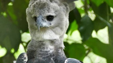 Sharp shot of Harpy Eagle making stunning front facing neck movie with its head