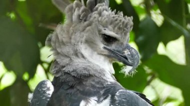 Harpy Eagle stops preening and has duvet feather stuck in beak