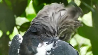 Amazing Harpy Eagle bird preening its feathers while bending neck backwards