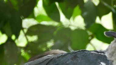 Large beautiful bird of prey Harpy Eagle turning on itself and rearranging feathers