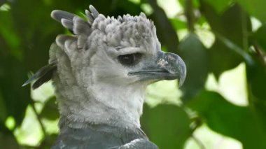 Sharp profile view of large beaked bird of prey called Harpy Eagle in Panama