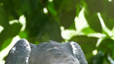 Incredible bird of prey Harpy Eagle in Panama, South America in UHD