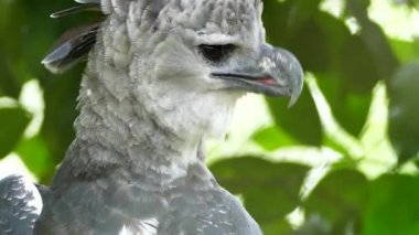 Stunning South American majestic Harpy Eagle fluffing feathers during preening