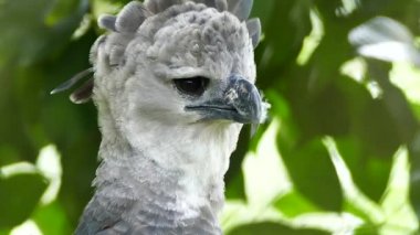 Predatory bird Harpy Eagle with feather stuck in bill makes slight body moves