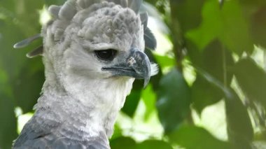 Superb shot of Harpy Eagle bird in Panama with long beak and grey feathers