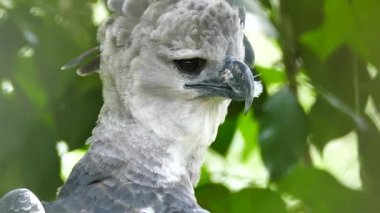 Harpy Eagle majestic bird of prey observing something while making neck move