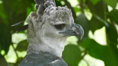 Majestic Harpy Eagle turns head towards viewer with head feathers peaking out