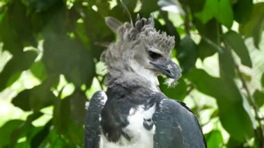 Harpy Eagle stops preening and has duvet feather stuck in beak