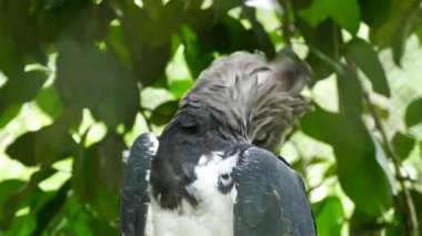 Amazing Harpy Eagle bird preening its feathers while bending neck backwards