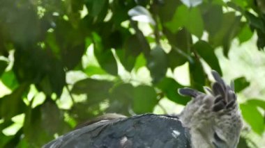 Large beautiful bird of prey Harpy Eagle turning on itself and rearranging feathers