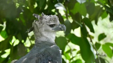 Sharp profile view of large beaked bird of prey called Harpy Eagle in Panama