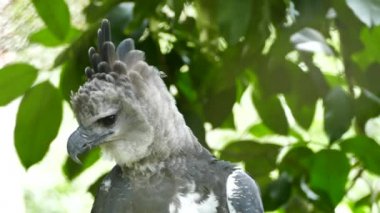 Harpy Eagle with bent neck raises head up to show powerful sight to camera