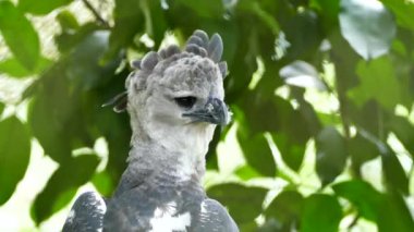 Predatory bird Harpy Eagle with feather stuck in bill makes slight body moves