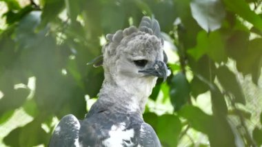 Harpy Eagle majestic bird of prey observing something while making neck move