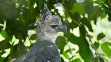 Majestic Harpy Eagle turns head towards viewer with head feathers peaking out