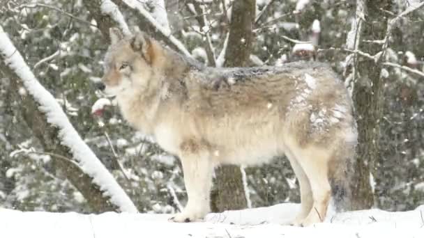 豪雪の中で狼が立ち上がり やっとフレームを出るために歩き始める — ストック動画