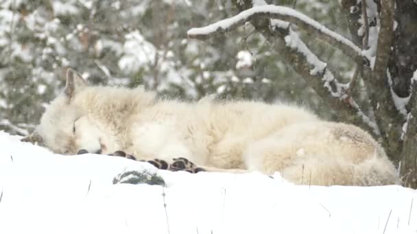 Piękny Spokojny Ale Potężny Szary Wilk Śpi Śniegu Zimą — Wideo stockowe
