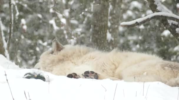 Close View Paws Wolf Seen While Asleep Snow — Stock Video