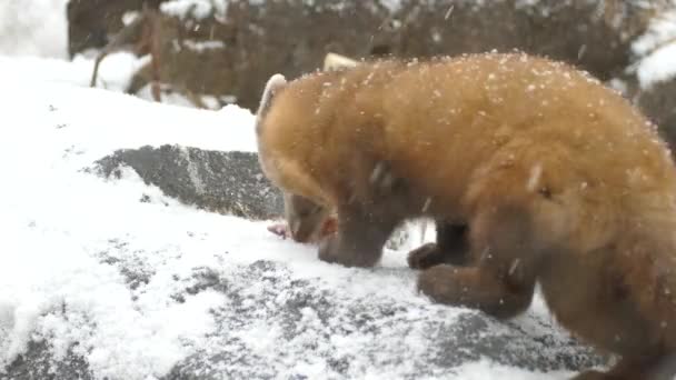 在雪地里可爱的马蹄哺乳动物带着吃的东西带走了 — 图库视频影像