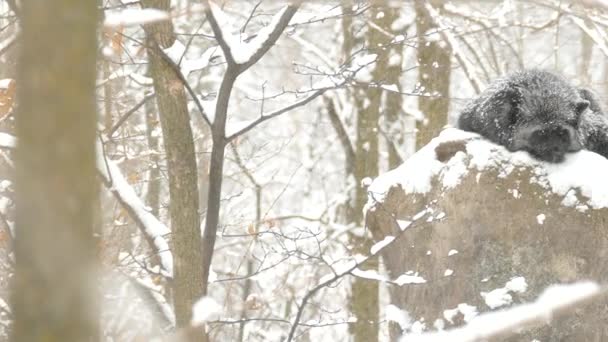 Fotografía Panorámica Zorro Plateado Medio Dormido Sobre Roca Nieve Canadá — Vídeos de Stock