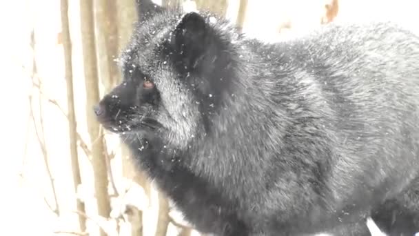 Φωτεινή Χειμωνιάτικη Σκηνή Μιας Ασημένιας Αλεπούς Στο Χιόνι Που Γυρίζει — Αρχείο Βίντεο