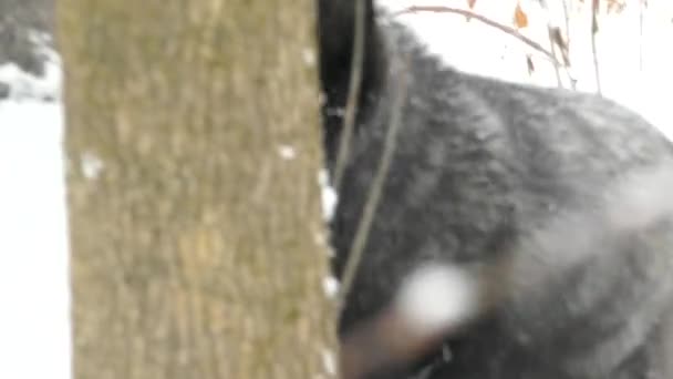 Close View Face Beautiful Silver Fox Canine Animal Snowfall — Stockvideo