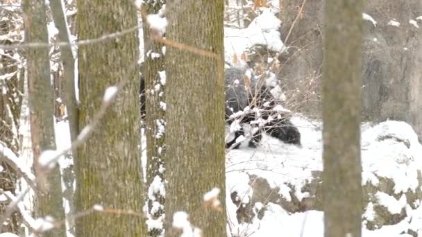 北アメリカの冬の雪に覆われた岩の上に美しい銀狐ジャンプ — ストック動画