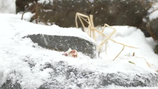 Американський Мартен Маленький Північний Ссавець Який Досліджує Джерело Їжі Снігу — стокове відео
