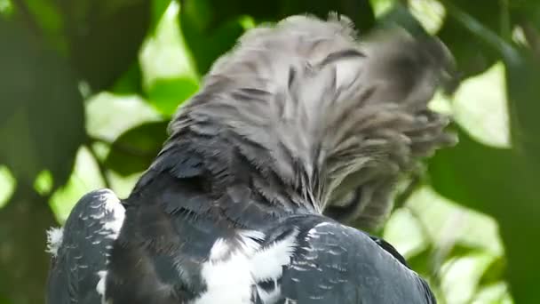 Incrível Harpy Eagle Pássaro Preening Suas Penas Enquanto Dobra Pescoço — Vídeo de Stock