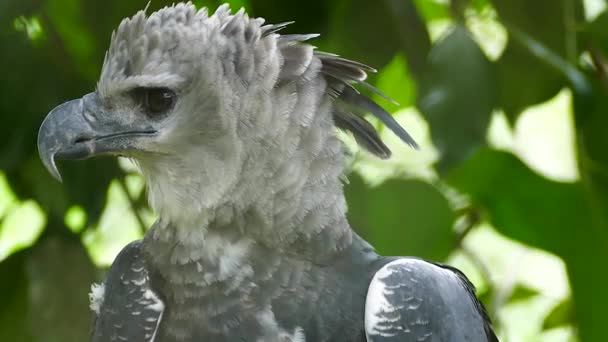 Prachtig Oogzicht Weergegeven Harpy Eagle Roofdier Donkere Ogen Kijken Naar — Stockvideo