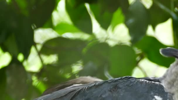 Large Beautiful Bird Prey Harpy Eagle Turning Itself Rearranging Feathers — Stock Video