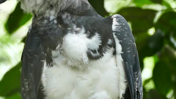 Harpy Eagle Preening Chest Thick White Feathers Grey Wings Panama — Stok video