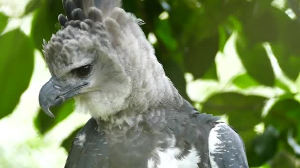 Harpyieadler Mit Angewinkeltem Hals Hebt Den Kopf Der Kamera Kraftvolle — Stockvideo