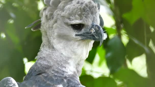 Harpy Eagle Majestoso Pássaro Rapina Observando Algo Enquanto Faz Pescoço — Vídeo de Stock