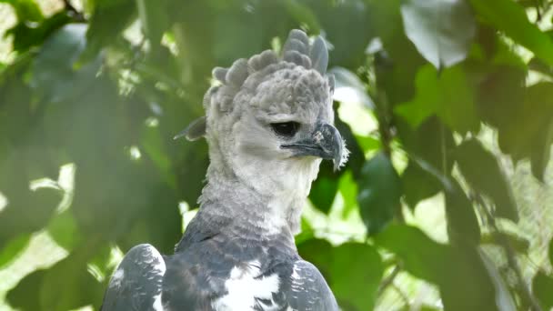 Spectaculaire Opname Van Harpy Eagle Kijkend Naar Precies Punt Met — Stockvideo