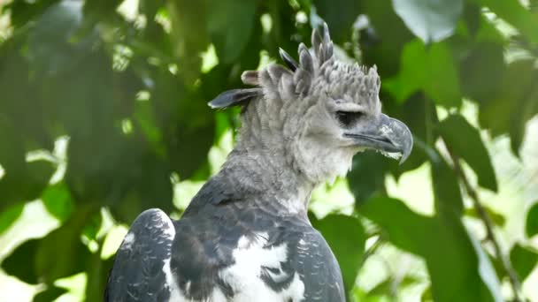 Большая Хищная Птица Панаме Красивыми Густыми Перьями Оттенках Серого — стоковое видео