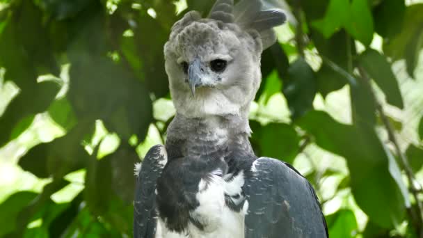 Sharp Tiro Harpy Eagle Fazendo Impressionante Frente Enfrentando Filme Pescoço — Vídeo de Stock