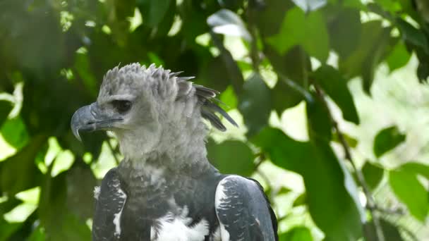 Visão Deslumbrante Exibida Nos Olhos Escuros Predadores Harpy Eagle Olhando — Vídeo de Stock