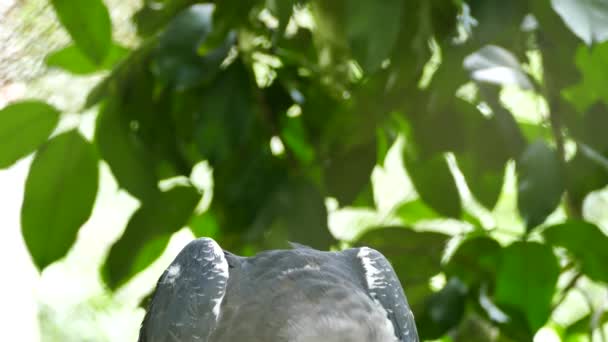 Невероятная Птица Хищник Harpy Eagle Панаме Южная Америка Uhd — стоковое видео